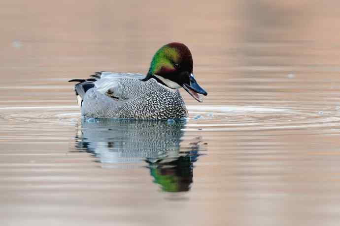 唐罗鸭 wbr八百里加急★