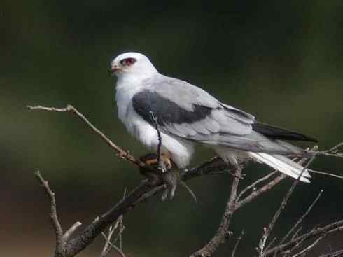 白头鸟系列：另类的美丽（白尾鸢）