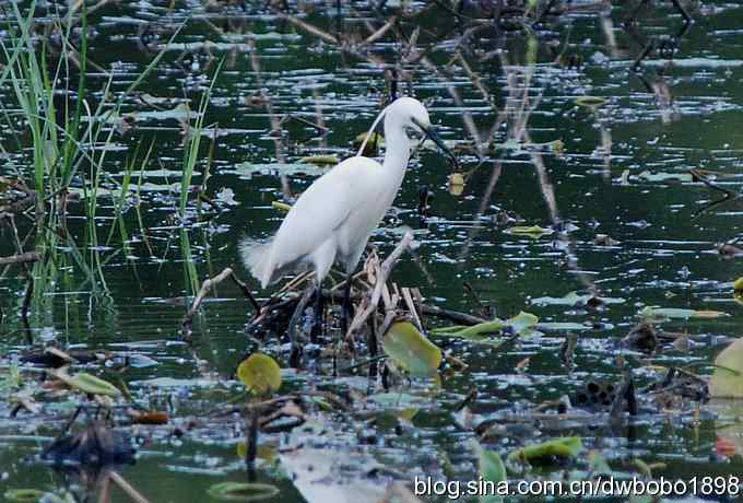 小白鹭黄昏捕鱼 小白鹭黄昏捕鱼