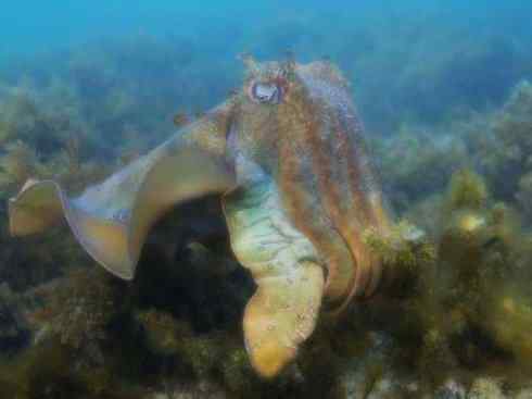 自然奇观:动物大迁徙(乌贼) 自然奇观:动物大迁徙(乌贼)