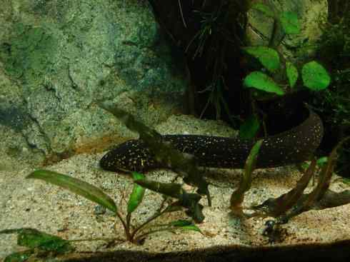 鱼类活化石：美洲肺鱼