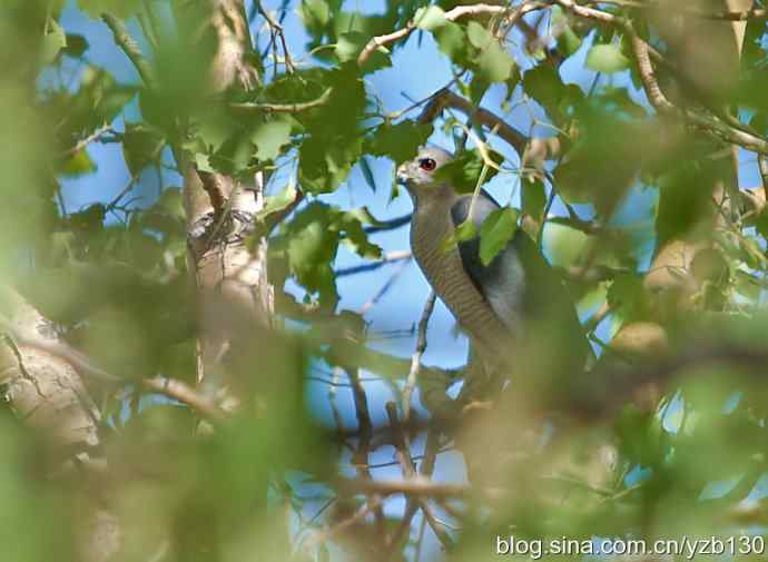 珍品褐耳鹰（组图，5张图片）