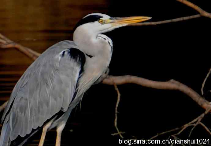 一只漂亮的苍鹭(稻香湖) 一只漂亮的苍鹭(稻香湖)