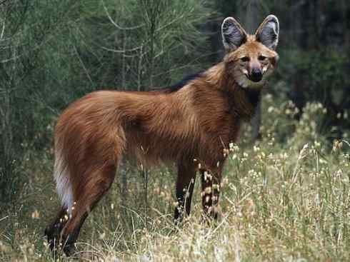 狈：传说的兽原型探秘（豺）