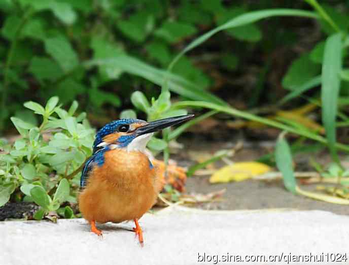 几张新拍的小翠,品像还不错