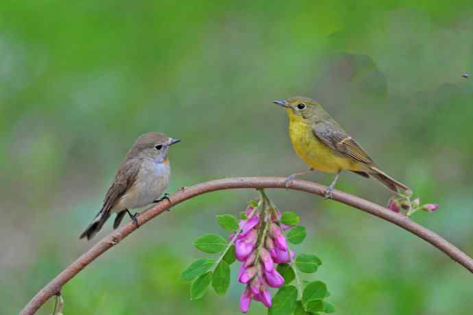 红喉姬鹟与绿背姬鶲