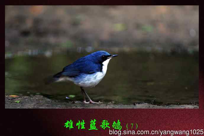 北京天坛公园的鸟类——雄性蓝歌鸲（7）