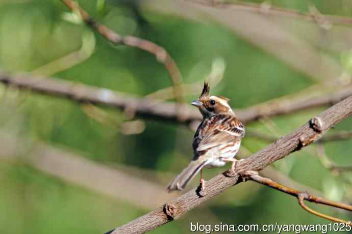 雌性黄喉鹀（13）