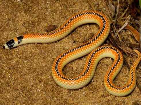 龙：传说的兽原型探秘（澳洲眼睛蛇类）