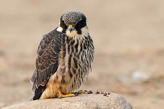 诠释燕隼“吐食丸”的全过程