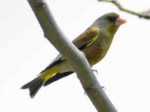 家禽驯化之源之十九