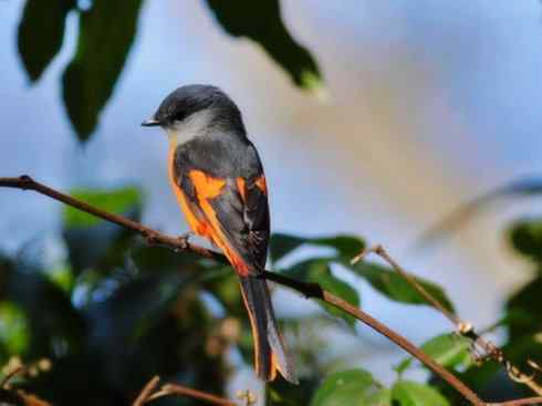 美丽无罪：雀鸟之山椒鸟