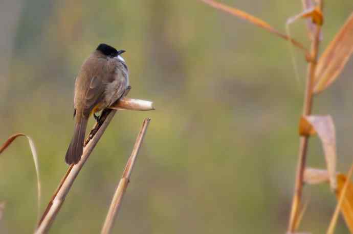 四川西昌鸟类摄影——几只小鸟