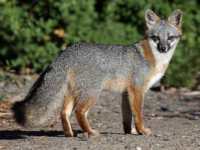 犬科：狐亚科灰狐属之灰狐、岛屿灰狐