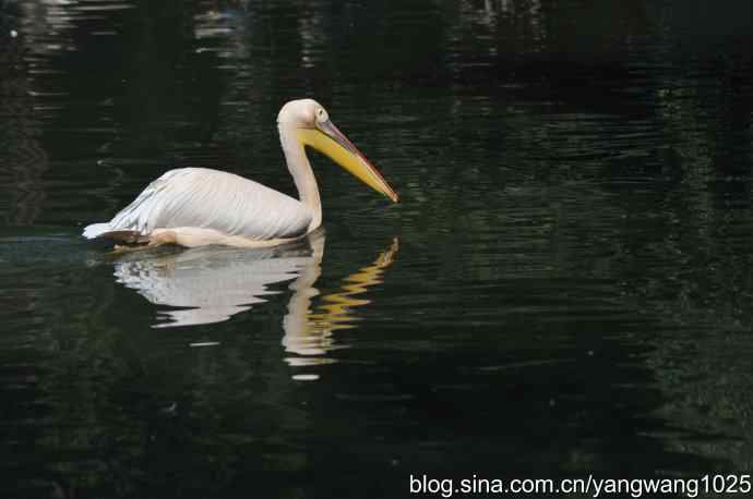 再拍大鹈鹕 wbr6 再拍大鹈鹕 wbr6