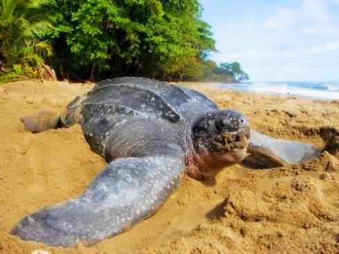 自然奇观：动物大迁徙(棱皮龟类)