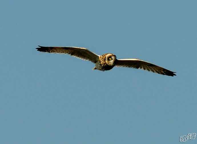 官厅水库&nbsp;wbr路&nbsp;wbr被喜鹊驱赶的短耳鸮