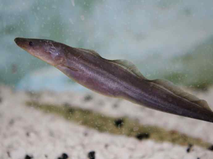 鱼类活化石：裸臀鱼