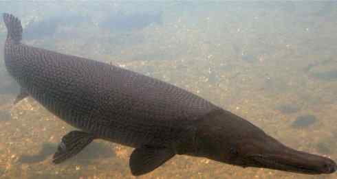 鱼类活化石:鳄雀鳝 鱼类活化石:鳄雀鳝