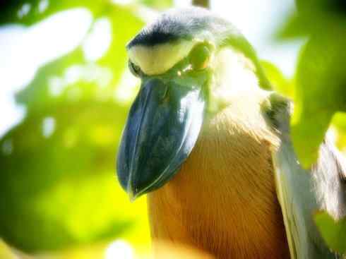 猎奇:奇特的鸟喙之一(夜鹭、船嘴鹭)