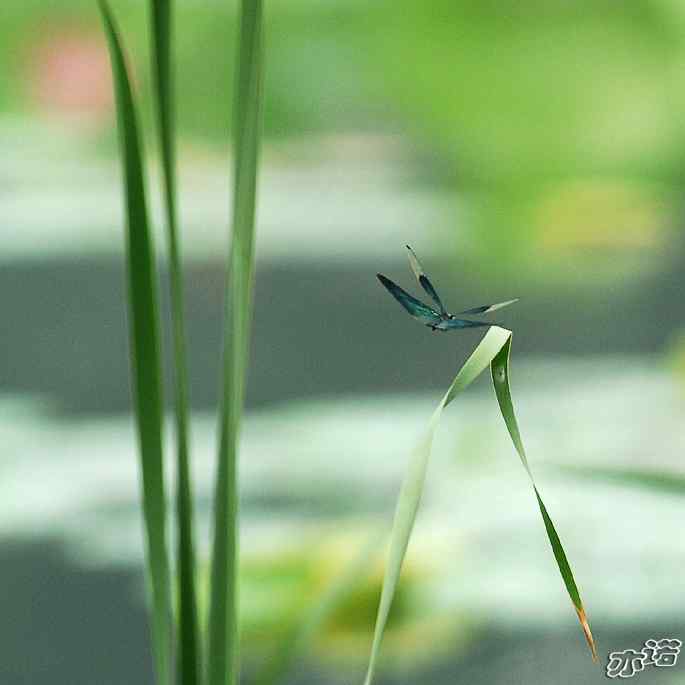 圆明园&nbsp;wbr路&nbsp;wbr黑丽翅蜻鈥斺敽商裂蘧