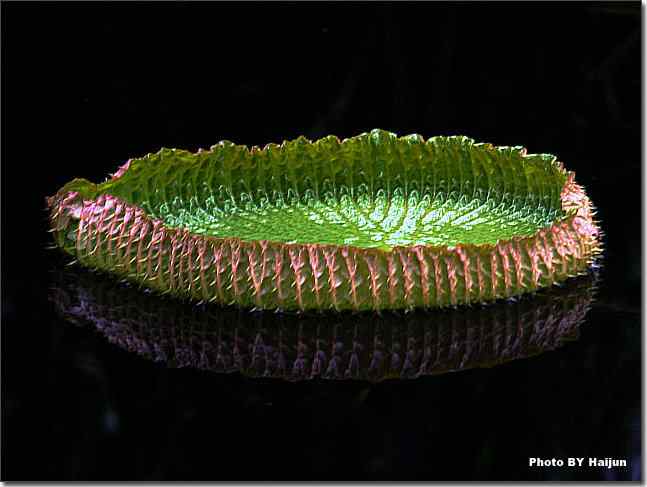 圆明园观赏亚马逊王莲