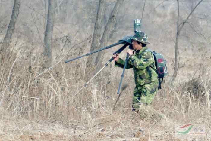 辽宁铁岭救花喜鹊