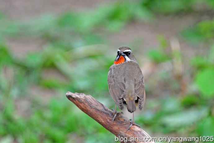 雄性红喉歌鸲（8）
