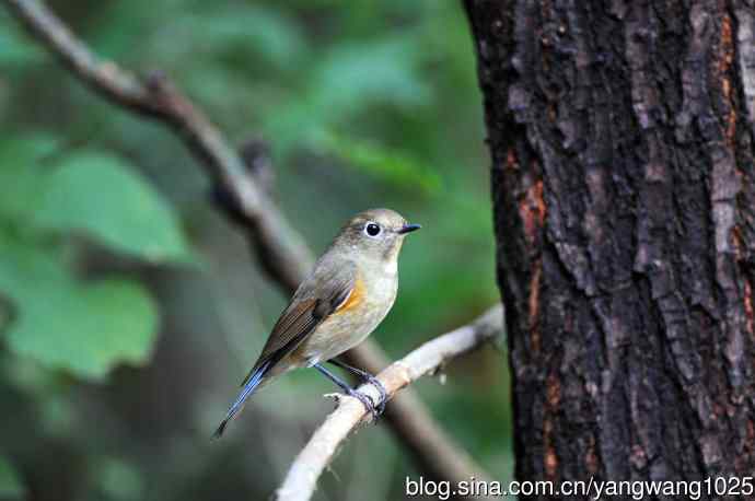 雌性红胁蓝尾鸲（43）