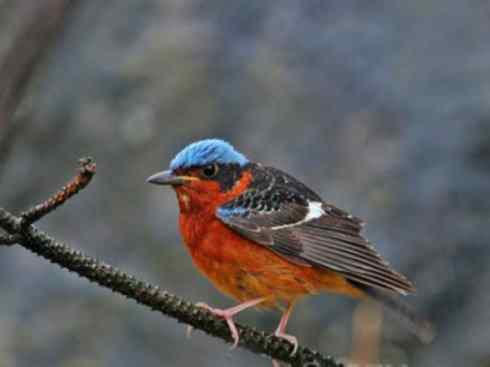 美丽无罪:雀鸟之矶鸫 美丽无罪:雀鸟之矶鸫