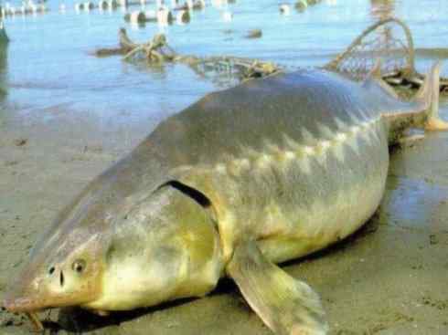 鱼类活化石:中华鲟 鱼类活化石:中华鲟