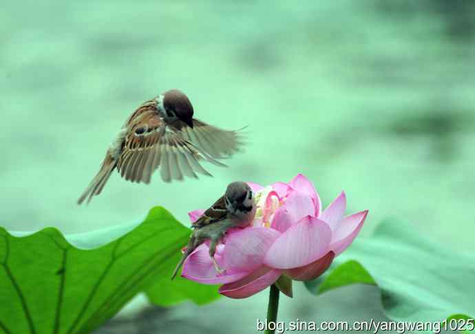 雀与荷 wbr3（领地之争纪实）