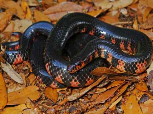 龙：传说的兽原型探秘（水蛇类）