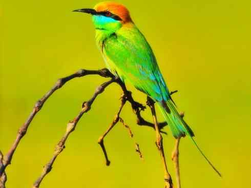 绝色攀禽：佛法僧目之蜂虎3