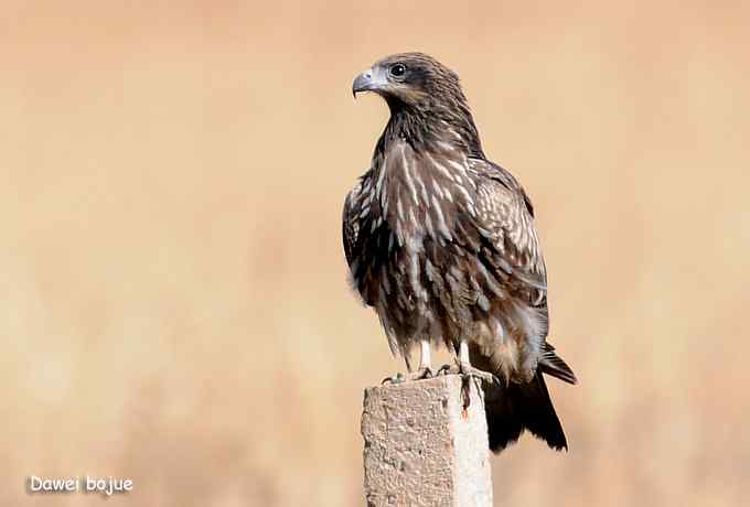 草原的几只猛禽