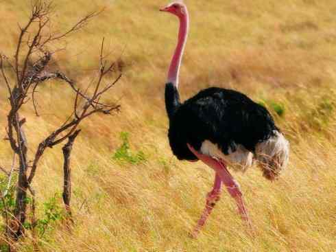 奇特的盔：鹤鸵