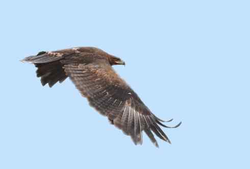 家禽驯化之源之六