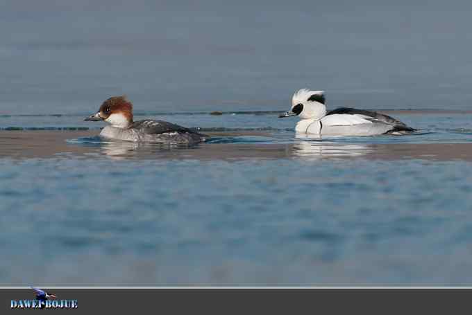 白秋沙和罗纹鸭记录