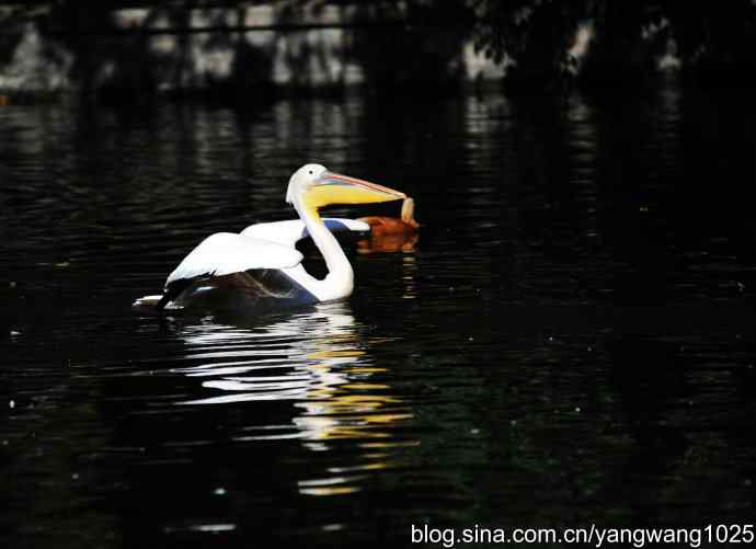 鹈鹕(大白)近况 鹈鹕(大白)近况