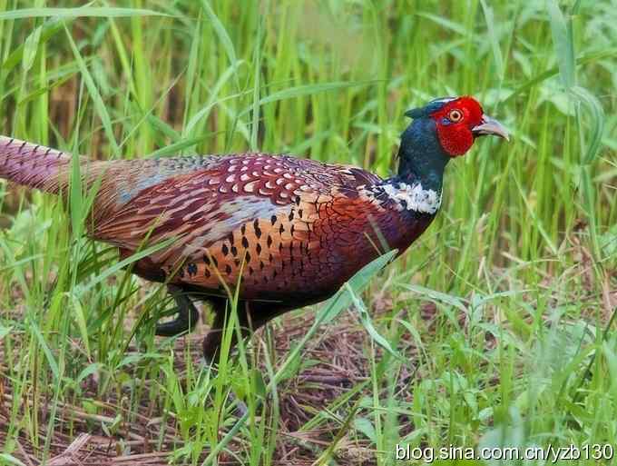 闲庭信步环颈稚（组图，21张图片）