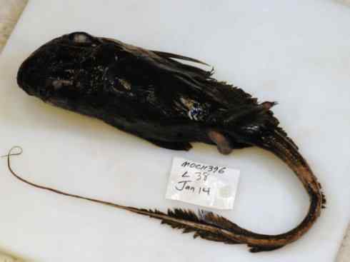 鱼类活化石：银鲛