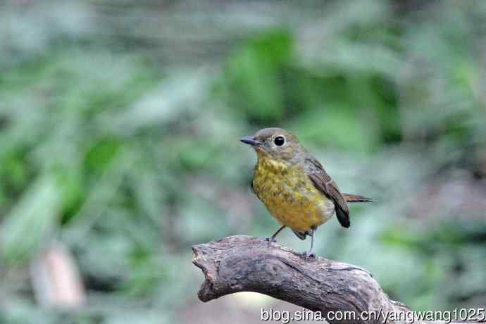 雌性绿背姬鶲（15）