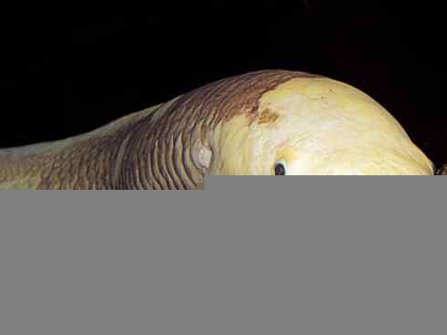 鱼类活化石:澳洲肺鱼 鱼类活化石:澳洲肺鱼