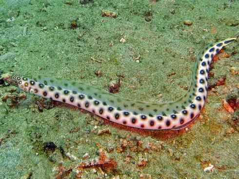 龙:传说的兽原型探秘(鲤鱼) 龙:传说的兽原型探秘(鲤鱼)