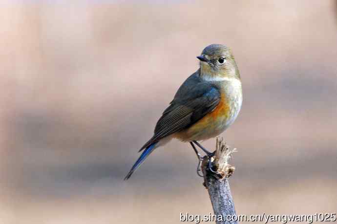 雌性红胁蓝尾鸲（66）