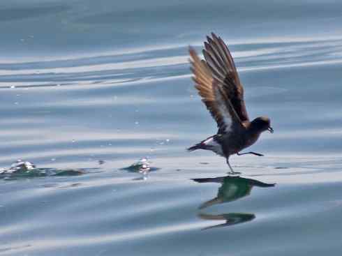 奇特的盔:雪海燕 奇特的盔:雪海燕