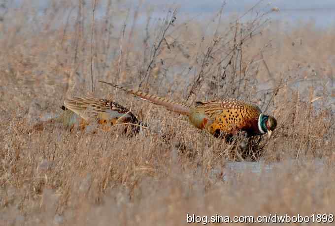 邂逅雉鸡群