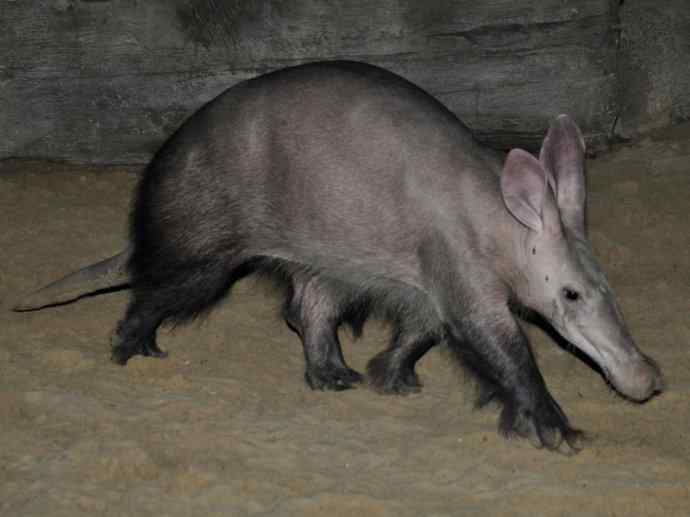盘点十二大著名食蚁动物：土豚