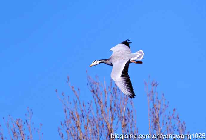 斑头雁（抓拍）10
