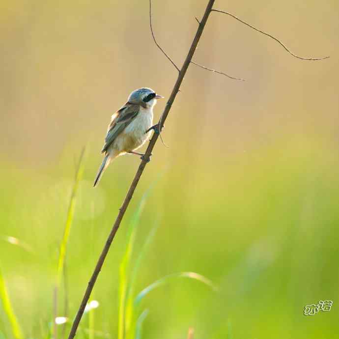 盘锦湿地&nbsp;wbr路&nbsp;wbr中华攀雀